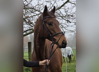 Plus de chevaux à sang chaud, Hongre, 5 Ans, 167 cm, Bai