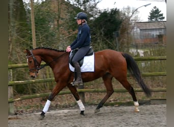 Plus de chevaux à sang chaud, Hongre, 5 Ans, 167 cm