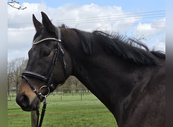 Plus de chevaux à sang chaud, Hongre, 5 Ans, 168 cm, Bai brun foncé