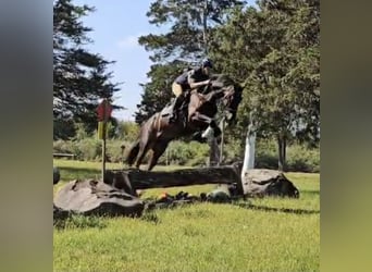 Plus de chevaux à sang chaud, Hongre, 5 Ans, 168 cm, Bai cerise