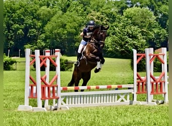 Plus de chevaux à sang chaud, Hongre, 5 Ans, 168 cm, Bai cerise