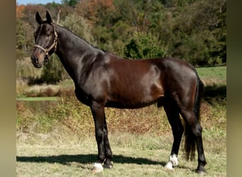 Plus de chevaux à sang chaud, Hongre, 5 Ans, 168 cm, Bai cerise
