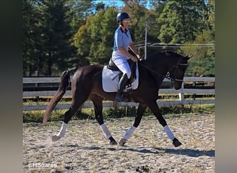Plus de chevaux à sang chaud, Hongre, 5 Ans, 168 cm, Bai cerise