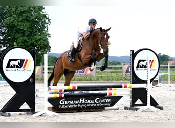 Plus de chevaux à sang chaud, Hongre, 5 Ans, 168 cm, Bai