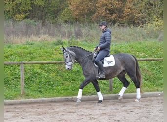 Plus de chevaux à sang chaud, Hongre, 5 Ans, 168 cm, Rouan bleu