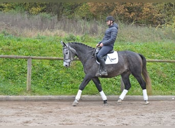 Plus de chevaux à sang chaud, Hongre, 5 Ans, 168 cm, Rouan bleu