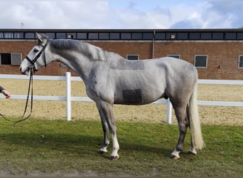 Plus de chevaux à sang chaud, Hongre, 5 Ans, 169 cm, Gris