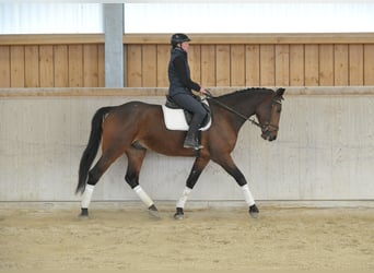 Plus de chevaux à sang chaud, Hongre, 5 Ans, 170 cm