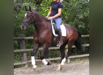 Plus de chevaux à sang chaud, Hongre, 5 Ans, 171 cm