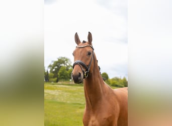 Plus de chevaux à sang chaud, Hongre, 5 Ans, 173 cm, Bai