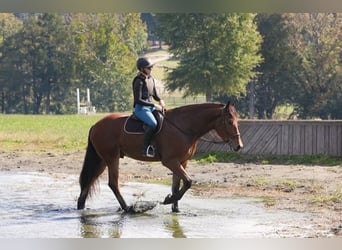 Plus de chevaux à sang chaud Croisé, Hongre, 5 Ans, 175 cm, Bai cerise