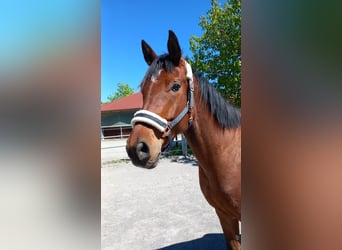 Plus de chevaux à sang chaud, Hongre, 5 Ans, Bai