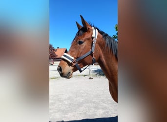 Plus de chevaux à sang chaud, Hongre, 5 Ans, Bai