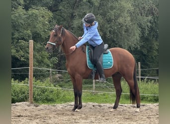 Plus de chevaux à sang chaud, Hongre, 5 Ans