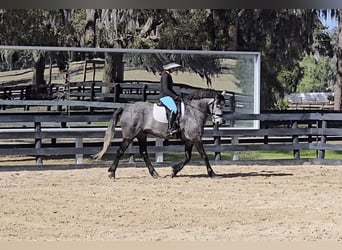 Plus de chevaux à sang chaud Croisé, Hongre, 5 Ans, Gris