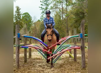 Plus de chevaux à sang chaud Croisé, Hongre, 5 Ans, Isabelle