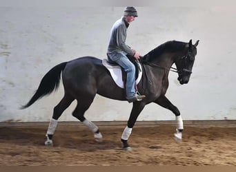 Plus de chevaux à sang chaud, Hongre, 5 Ans, Noir