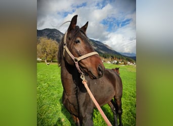 Plus de chevaux à sang chaud, Hongre, 6 Ans, 150 cm, Bai brun