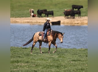 Plus de chevaux à sang chaud, Hongre, 6 Ans, 152 cm, Buckskin
