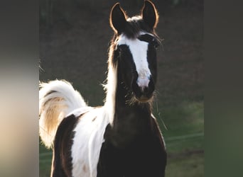 Plus de chevaux à sang chaud Croisé, Hongre, 6 Ans, 152 cm, Tobiano-toutes couleurs