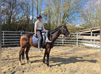 Plus de chevaux à sang chaud, Hongre, 6 Ans, 155 cm, Bai