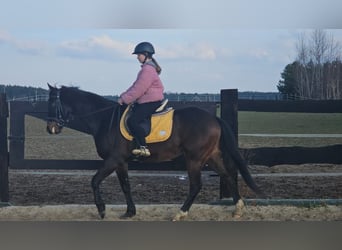 Plus de chevaux à sang chaud, Hongre, 6 Ans, 155 cm, Bai