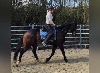 Plus de chevaux à sang chaud, Hongre, 6 Ans, 155 cm, Bai