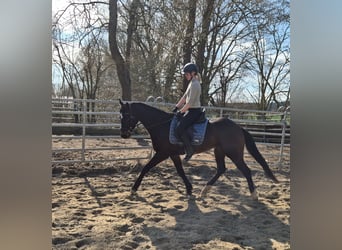 Plus de chevaux à sang chaud, Hongre, 6 Ans, 155 cm, Bai