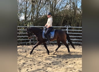 Plus de chevaux à sang chaud, Hongre, 6 Ans, 155 cm, Bai