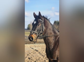 Plus de chevaux à sang chaud, Hongre, 6 Ans, 155 cm, Bai