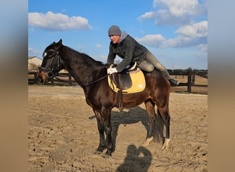 Plus de chevaux à sang chaud, Hongre, 6 Ans, 155 cm, Bai