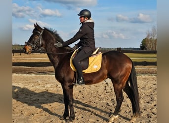 Plus de chevaux à sang chaud, Hongre, 6 Ans, 155 cm, Bai