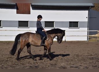 Plus de chevaux à sang chaud, Hongre, 6 Ans, 156 cm, Buckskin