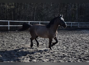 Plus de chevaux à sang chaud, Hongre, 6 Ans, 156 cm, Buckskin