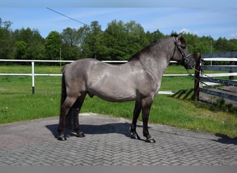 Plus de chevaux à sang chaud Croisé, Hongre, 6 Ans, 156 cm, Isabelle
