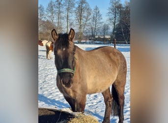 Plus de chevaux à sang chaud Croisé, Hongre, 6 Ans, 157 cm, Buckskin
