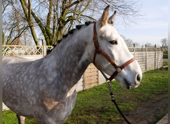 Plus de chevaux à sang chaud, Hongre, 6 Ans, 158 cm, Gris pommelé