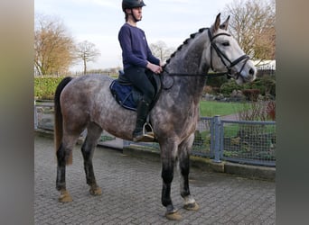 Plus de chevaux à sang chaud, Hongre, 6 Ans, 158 cm, Gris pommelé