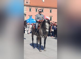 Plus de chevaux à sang chaud Croisé, Hongre, 6 Ans, 160 cm, Gris pommelé