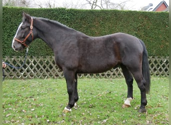 Plus de chevaux à sang chaud Croisé, Hongre, 6 Ans, 160 cm, Noir
