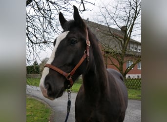 Plus de chevaux à sang chaud Croisé, Hongre, 6 Ans, 160 cm, Noir