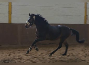 Plus de chevaux à sang chaud, Hongre, 6 Ans, 161 cm, Bai brun