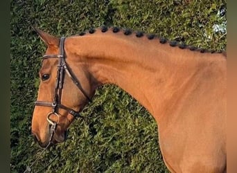 Plus de chevaux à sang chaud, Hongre, 6 Ans, 162 cm, Bai