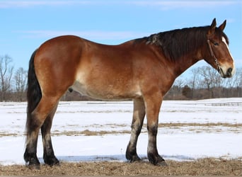 Plus de chevaux à sang chaud, Hongre, 6 Ans, 163 cm, Bai cerise