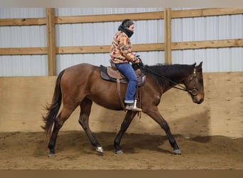 Plus de chevaux à sang chaud, Hongre, 6 Ans, 163 cm, Bai cerise