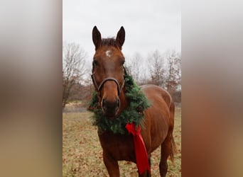 Plus de chevaux à sang chaud, Hongre, 6 Ans, 163 cm, Bai cerise