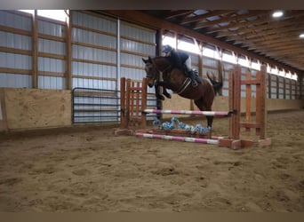 Plus de chevaux à sang chaud, Hongre, 6 Ans, 163 cm, Bai cerise