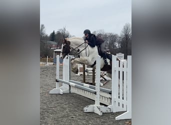 Plus de chevaux à sang chaud Croisé, Hongre, 6 Ans, 163 cm, Pinto