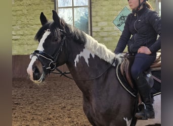Plus de chevaux à sang chaud, Hongre, 6 Ans, 165 cm, Pinto