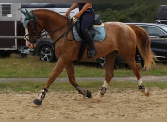 Plus de chevaux à sang chaud, Hongre, 6 Ans, 168 cm, Alezan